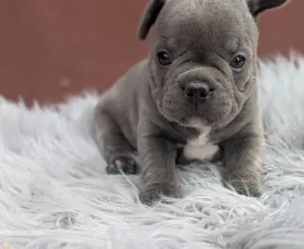 Ashur - Francia bulldog eladó kiskutya