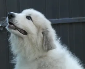 Candybelldream Ella - Pyrenean Mountain Dog Puppy for sale