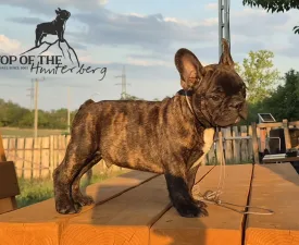 Raul - Bouledogue français Chiot à vendre