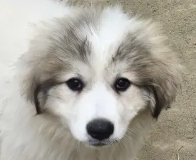 Candybelldream Emma - Pyrenean Mountain Dog Puppy for sale