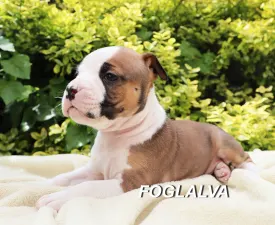 Hollywood Hills Of Silence Warrior - American Staffordshire Terrier Puppy for sale