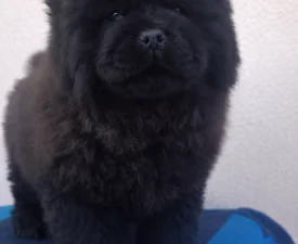 La Casa De Chow Jasper  - Chow Chow Puppy for sale