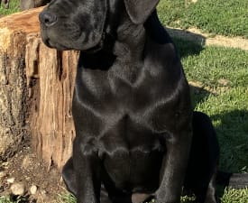 Cassiopeia’s Pearl Zakopane - Cane Corso eladó kiskutya