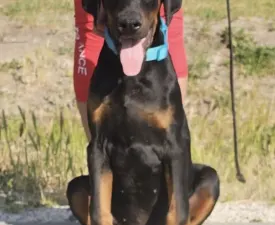 Falcon - Dobermann eladó kiskutya