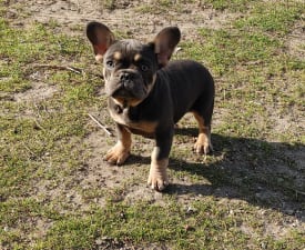 Milla - Francia bulldog eladó kiskutya