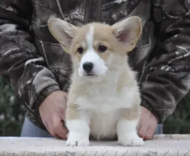 Poseidon The Strong From Farm Of Happy Dogs - Welsh Corgi Pembroke Chiot à vendre