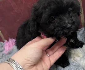 Alina - Bolończyk kolorowy Szczenię na sprzedaż