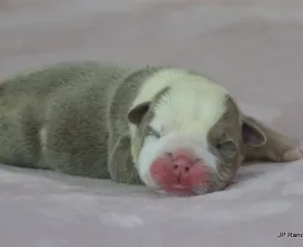 Norman - Bulldog Puppy for sale