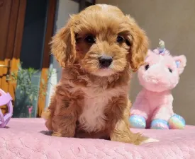 Barack - Cavapoo eladó kiskutya