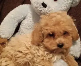 Billy - Maltipoo Angebotener Welpe