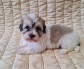 Suzy - Havanese Puppy for sale