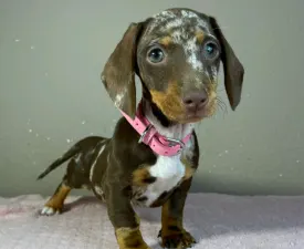 Anastasia  - Dachshund Puppy for sale