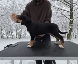 Jotunns Reach Astrid Nyx - Great Swiss Mountain Dog Puppy for sale