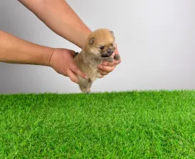 Sunkiss - Pomeranian eladó kiskutya