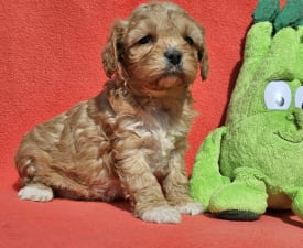 Fairy - Cavapoo Puppy for sale