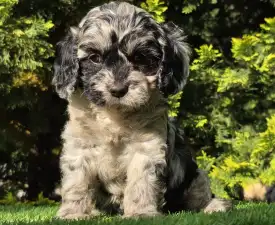 Merida - Cavapoo Cățeluș de vânzare
