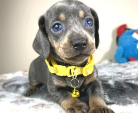 Mila - Dachshund Puppy for sale