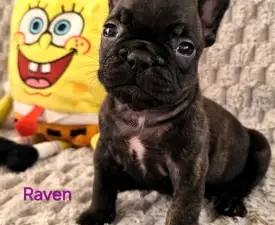 Miira Frenchie Raven - French Bulldog Puppy for sale