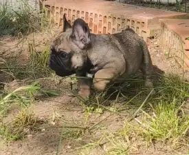 William - Buldog francuski Szczenię na sprzedaż