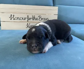 Honour For The Brave.... - Australian Shepherd Puppy for sale