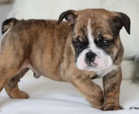 Hendrix - Bulldog Puppy for sale