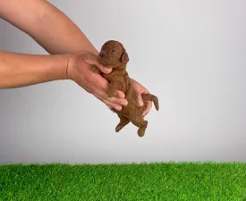 Nikita - Poodle Miniature Puppy for sale