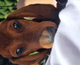 Arthur - Dachshund Puppy for sale