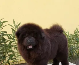 Thor - Chow Chow Puppy for sale