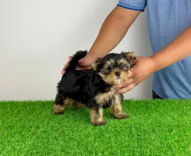 Alpur - Yorkshire Terrier eladó kiskutya