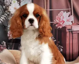 Danny  - Cavalier King Charles spániel eladó kiskutya