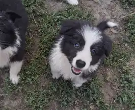 Dazzling Borders Brilliant Dream - Border Collie Cățeluș de vânzare