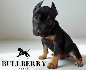 Silvanberry - American Bully - Standard Angebotener Welpe