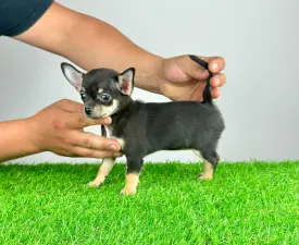 Neddy - Chihuahua Puppy for sale