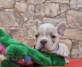 Dante - French Bulldog Puppy for sale