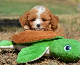 Rolex( Toy Size) - Cavapoo Cățeluș de vânzare