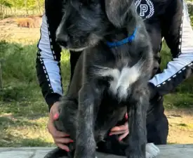 Bening - Ír farkaskutya eladó kiskutya