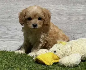 Edgar - Cavapoo Szczenię na sprzedaż