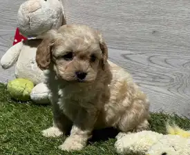 Ella - Cavapoo Szczenię na sprzedaż