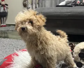 Toffee - Cavapoo Puppy for sale