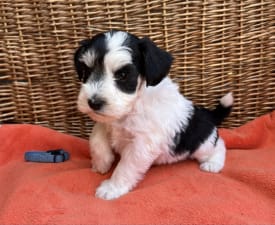 Charlie - Miniature Schnauzer Puppy for sale