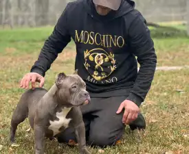 Anita - Amerikai Bully - Pocket eladó kiskutya