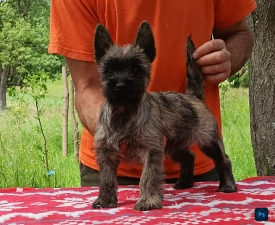 George - Cairn Terrier eladó kiskutya