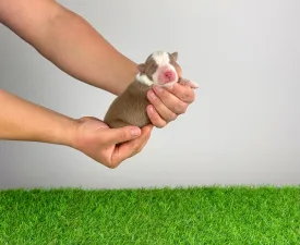 Dax - Australian Shepherd Angebotener Welpe