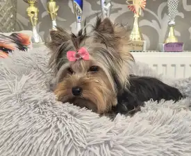 Jingle Bell Of Midsummer Nights Miracle - Yorkshire Terrier eladó kiskutya