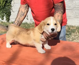 Füles - Welsh Corgi Pembroke Puppy for sale