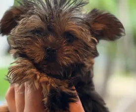Pici - Yorkshire Terrier eladó kiskutya