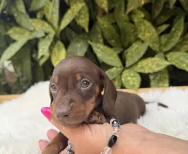 Katy - Dackel Angebotener Welpe