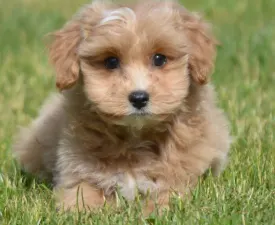 Eric - Maltipoo Puppy for sale