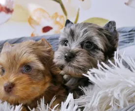 Alitta Alice - Yorkshire Terrier Cucciolo in vendita