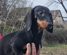 Nyafi - Dachshund Puppy for sale